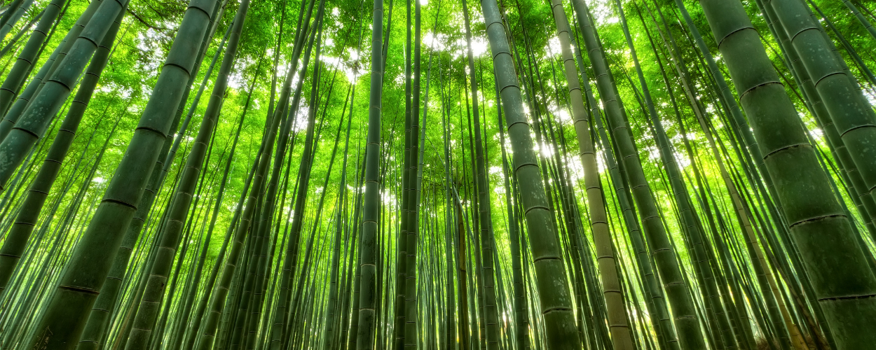 Why Believe Baby Believes Bamboo is the Best Fiber for Diapers